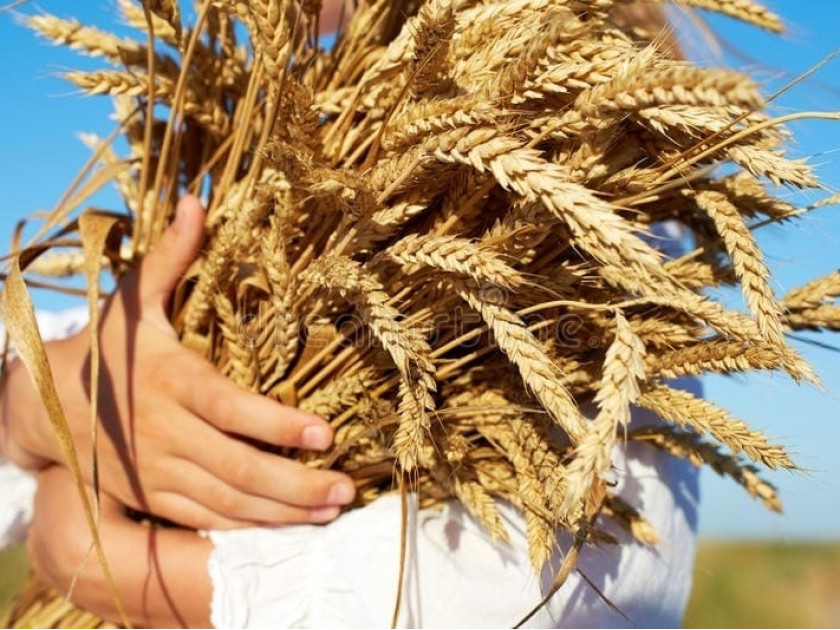 Самогон из пшеницы без сахара и дрожжей